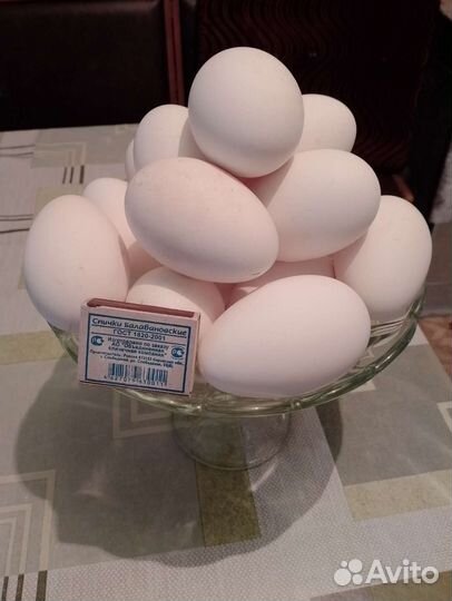 Домашние гусиные яйца
