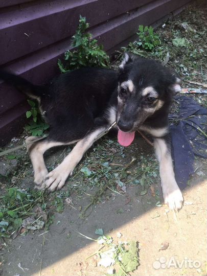 Собаки бесплатно