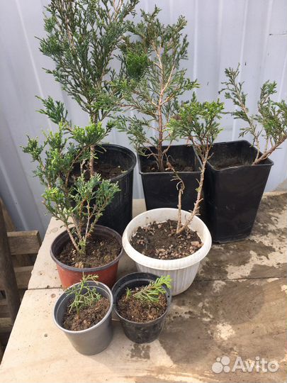 Можжевельник