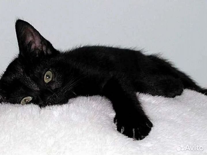 Чисто черные котята без белого