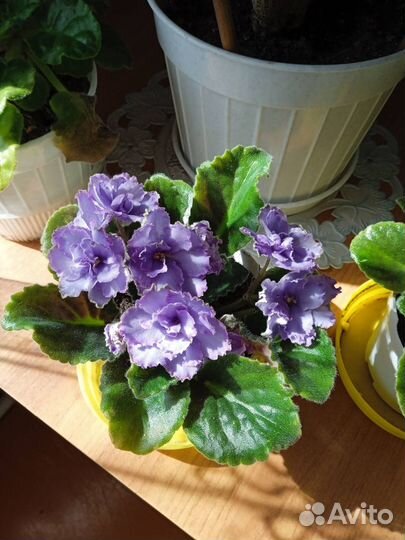 Комнатные цветы