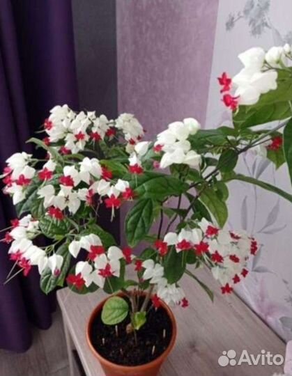 Комнатные цветы