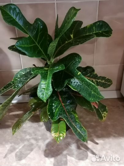 Кротон кодиеум