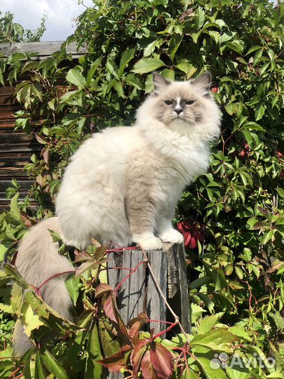 Невская маскарадная (кот с документами)