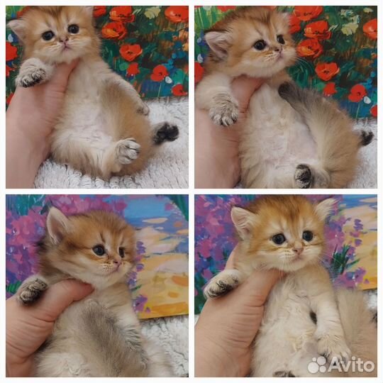 В питомнике есть свободные малыши