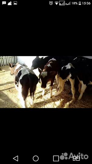 Бычки 4 гол. по 4,5 мес. мясного направления