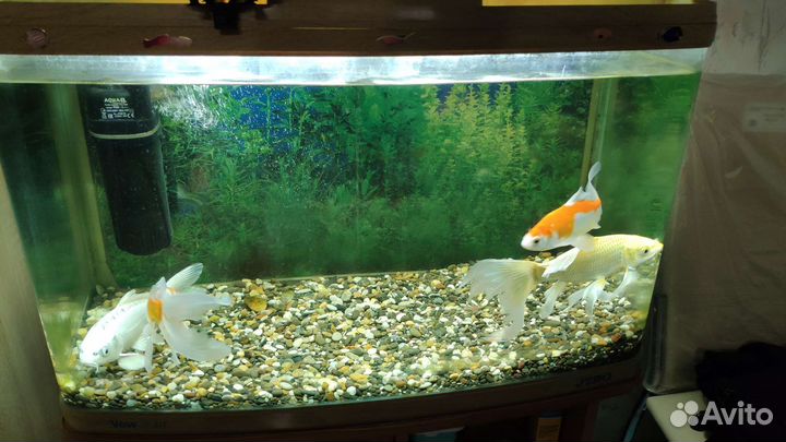 Аквариум Jebo r375 с тумбой