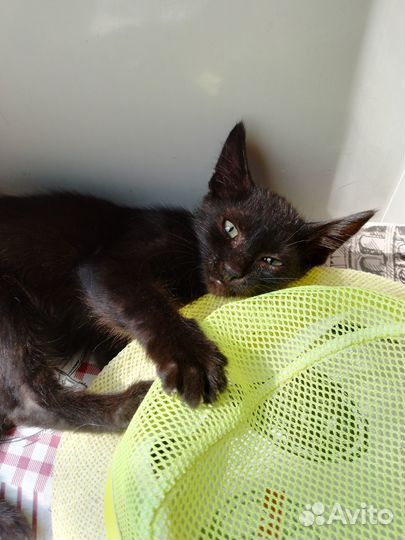 Котик в добрые руки