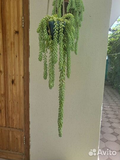 Суккулент ампельный