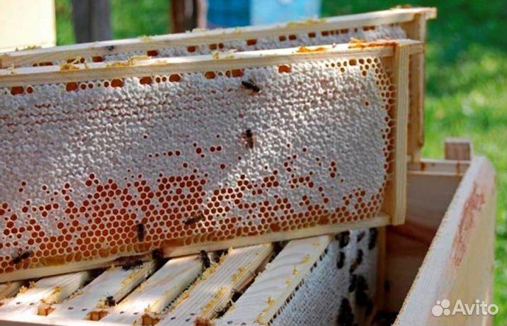 Мёд натуральный с Алтая опт минимально 16 кг