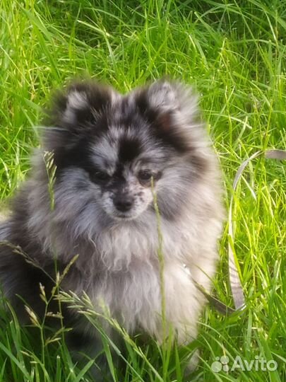 Кобель для вязки