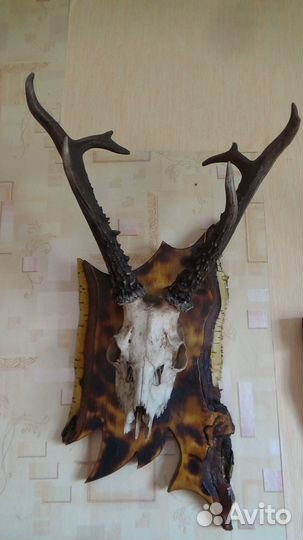 Рога косули