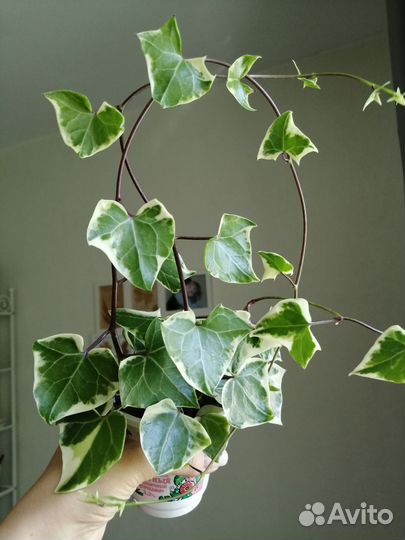 Крестовник крупноязычковый