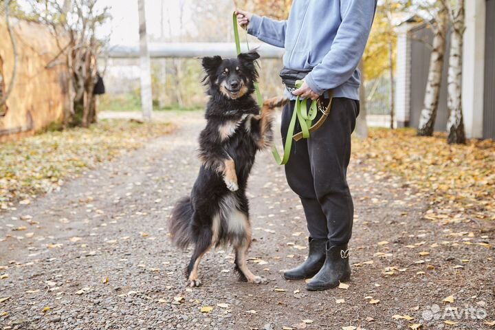 Милая Дара в добрые руки