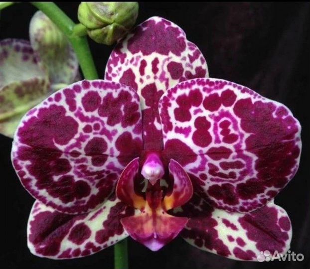 Орхидея фаленопсис дикий кот