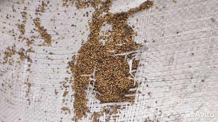 Семена люцерны