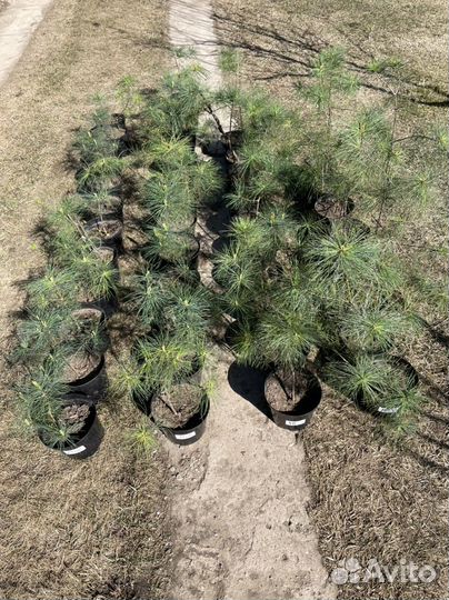 Сосна Веймутова