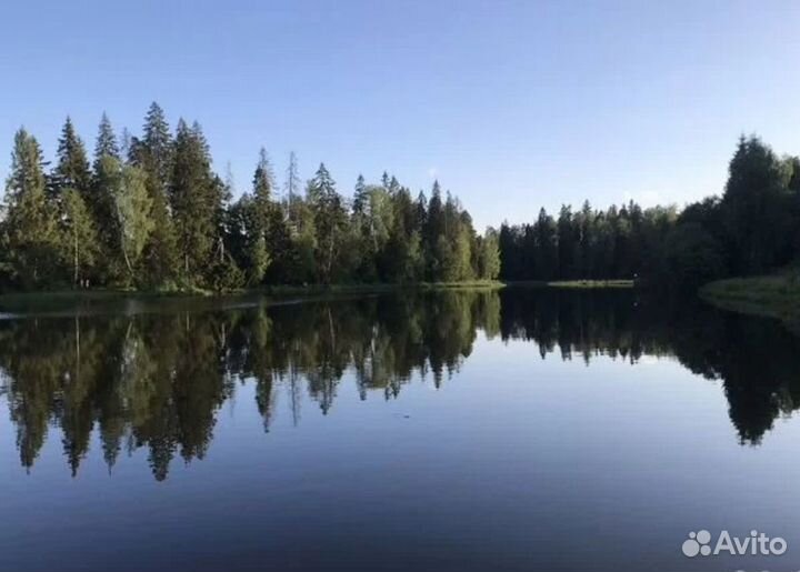 Передержка животных зоогостиница 