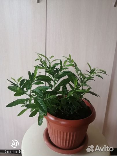 Соланум паслен комнатное растение