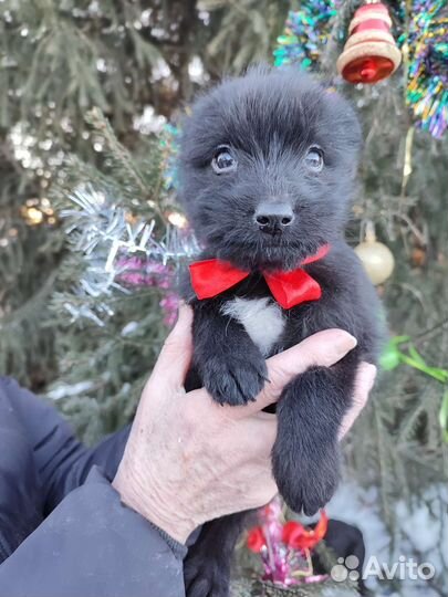 Щенок в добрые руки бесплатно