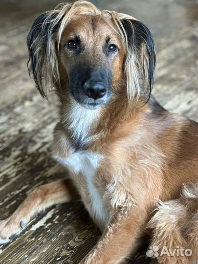 Особенная собачка ищет своего человека и дом