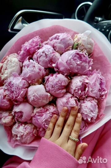 Голландские пионы