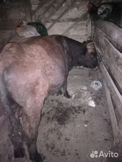 Продам быков