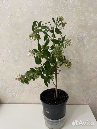 Абелия белая