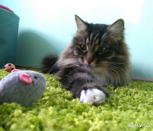 Передержка для кошек - гостиница 