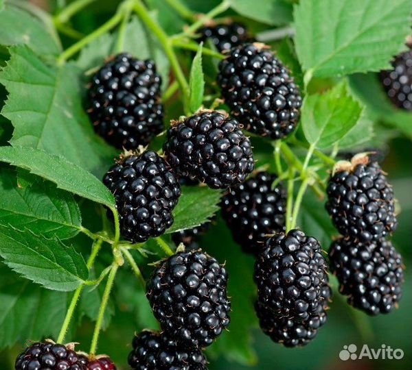 Саженцы ежевики