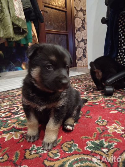 Щенки хаски