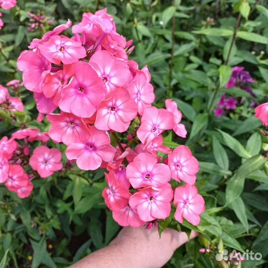 Флоксы 4 цвета