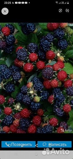 Малина смородина крыжочник