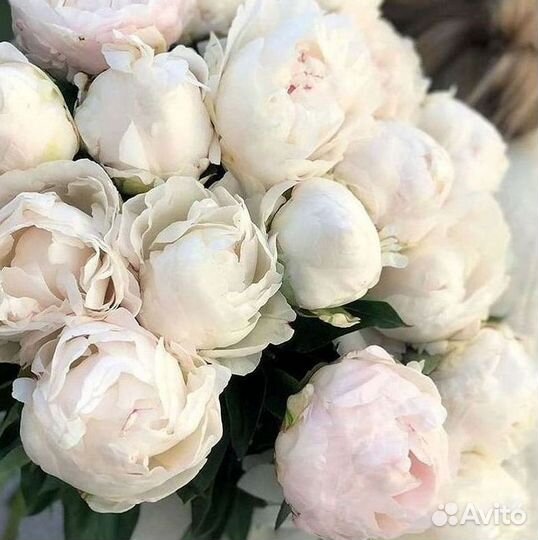 Пионы Розы Доставка