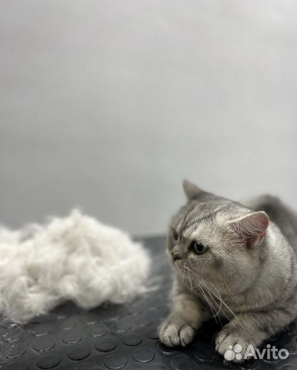 Груминг, стрижка собак и кошек, экспресс линька