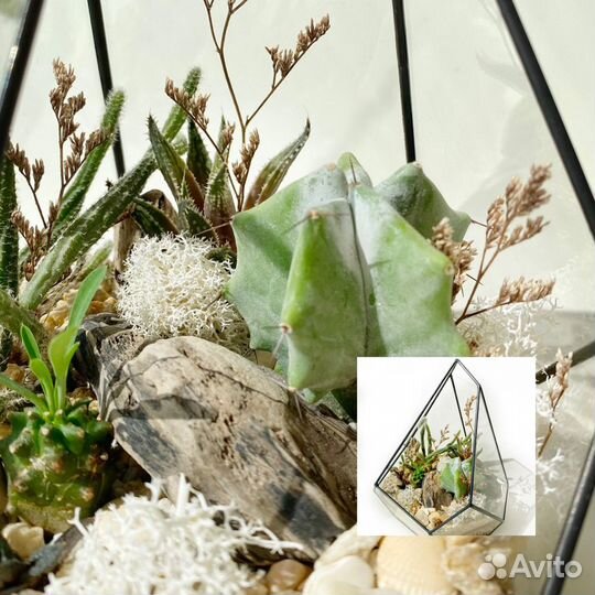 Флорариум Лофт, кактусы, эко-декор, подарок