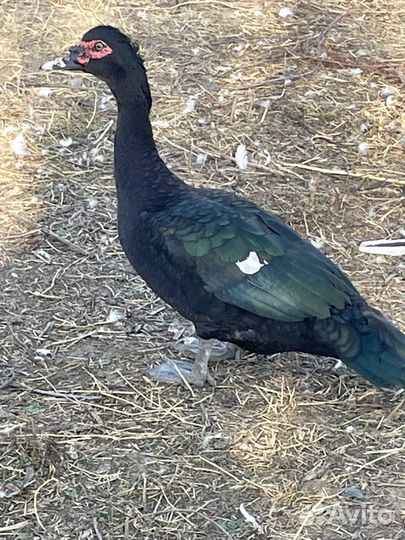 Лавандовые индоутки