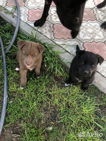 Щенки хаски