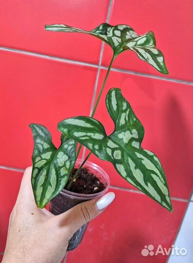 Cercestis Mirabilis (Ректофилум)