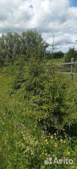 Ель сосна берёза липа дуб клён