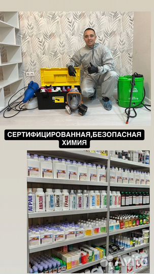 Уничтожение тараканов, клопов, Уничтожение плесени