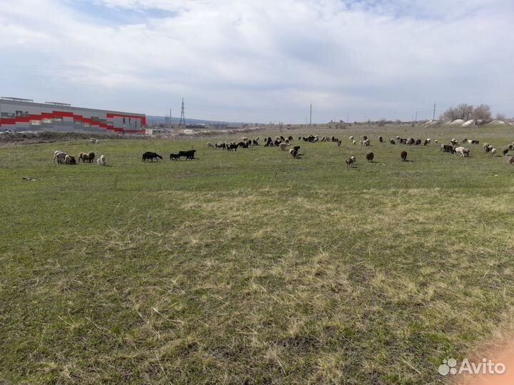 Овцы бараны