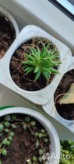 Кактусы и суккуленты