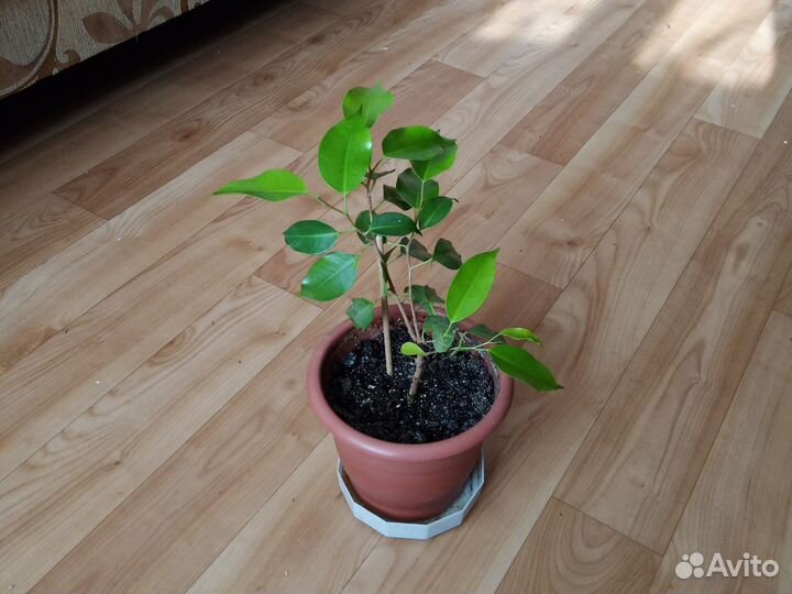 Комнатный цветок Фикус Бенджамина Неон