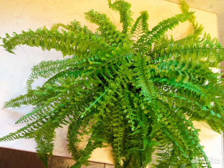 Папоротник