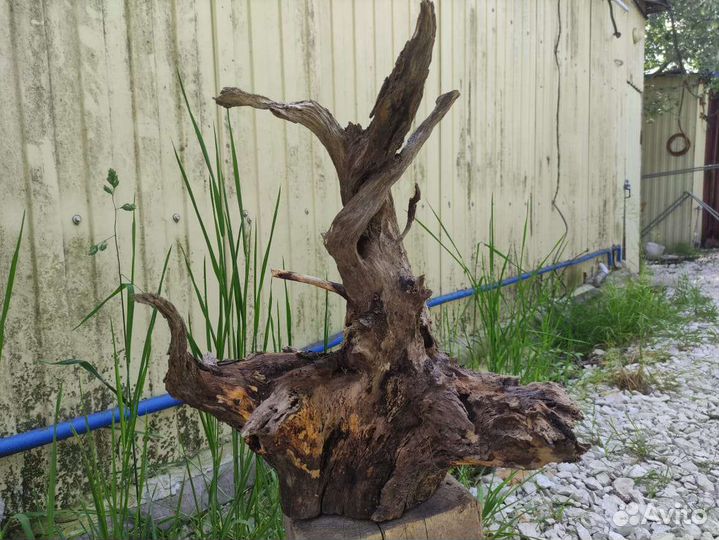 Корень дерева