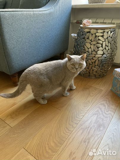 Британские домашние кошки в хорошие руки