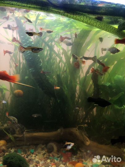 Аквариумные рыбки