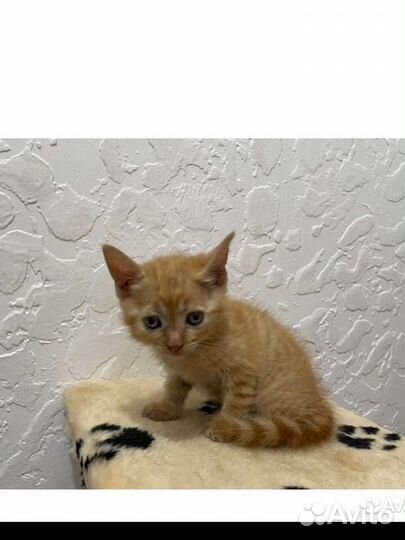 Котенок рыжий