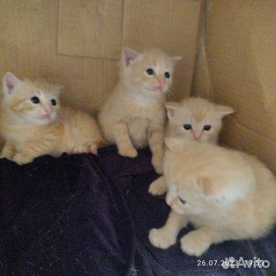 Котята бесплатно